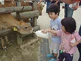 牛と